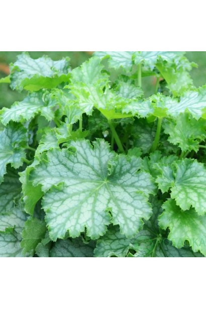 Гейхера Lime Swizzle з яскраво-зеленим листям у саду